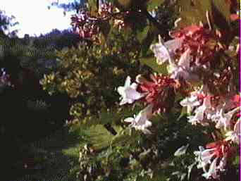 Abelia x grandiflora, (Wassenaar)