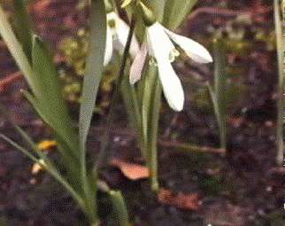 Galanthus nivalis
