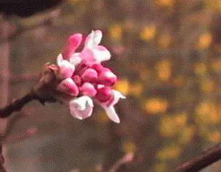Viburnum x bodnantense  'Dawn'