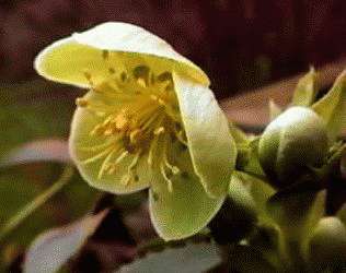 Helleborus argutifolius 