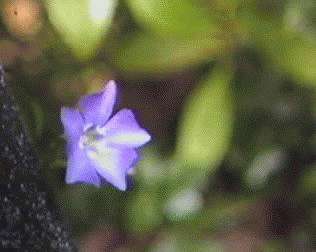 Vinca minor