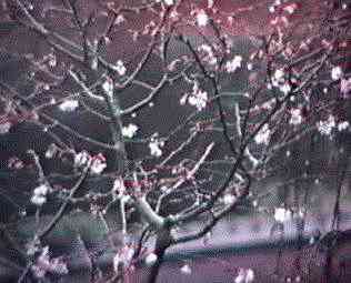 Prunus subhirtella 'Autumnalis'